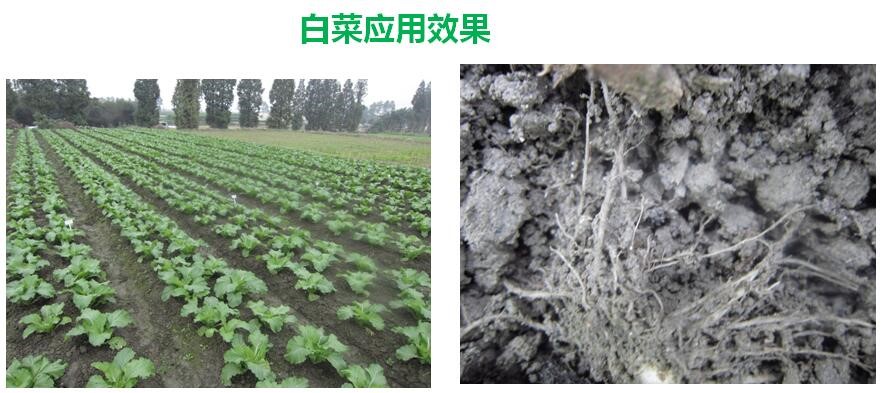 氨基寡糖素 - 植物的免疫衛(wèi)士，根結(jié)線蟲的克星