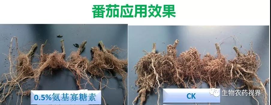 氨基寡糖素 - 植物的免疫衛(wèi)士，根結(jié)線蟲的克星