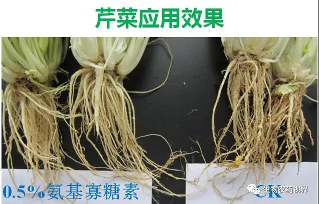 氨基寡糖素 - 植物的免疫衛(wèi)士，根結(jié)線蟲的克星