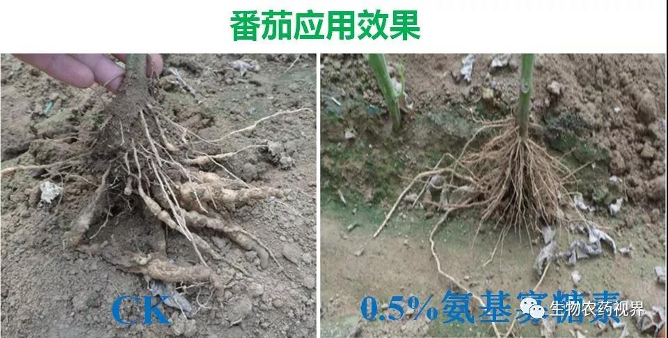 氨基寡糖素 - 植物的免疫衛(wèi)士，根結(jié)線蟲的克星