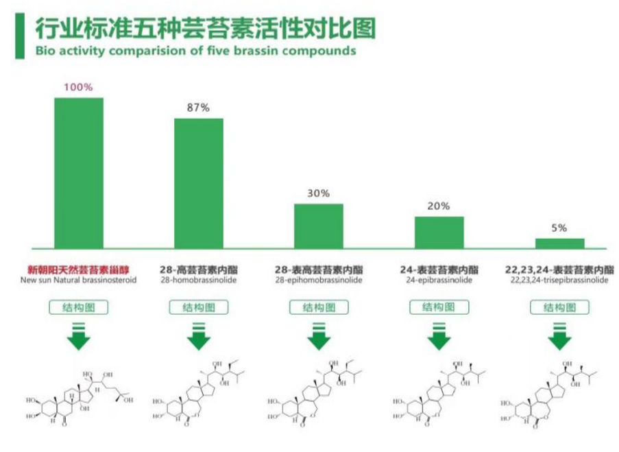 小麥拌種選新朝陽天然蕓苔素，讓小麥高產(chǎn)贏在起跑線上?。ㄐ←溤谑裁磿r(shí)候用蕓苔素效果最佳）