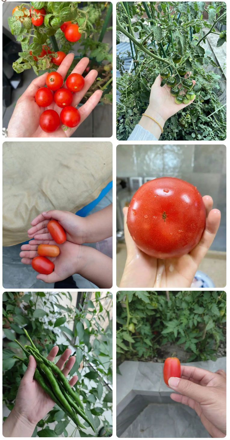 朝陽農(nóng)藝師系列活動 | “零”農(nóng)殘瓜果自己種，豐收喜報！